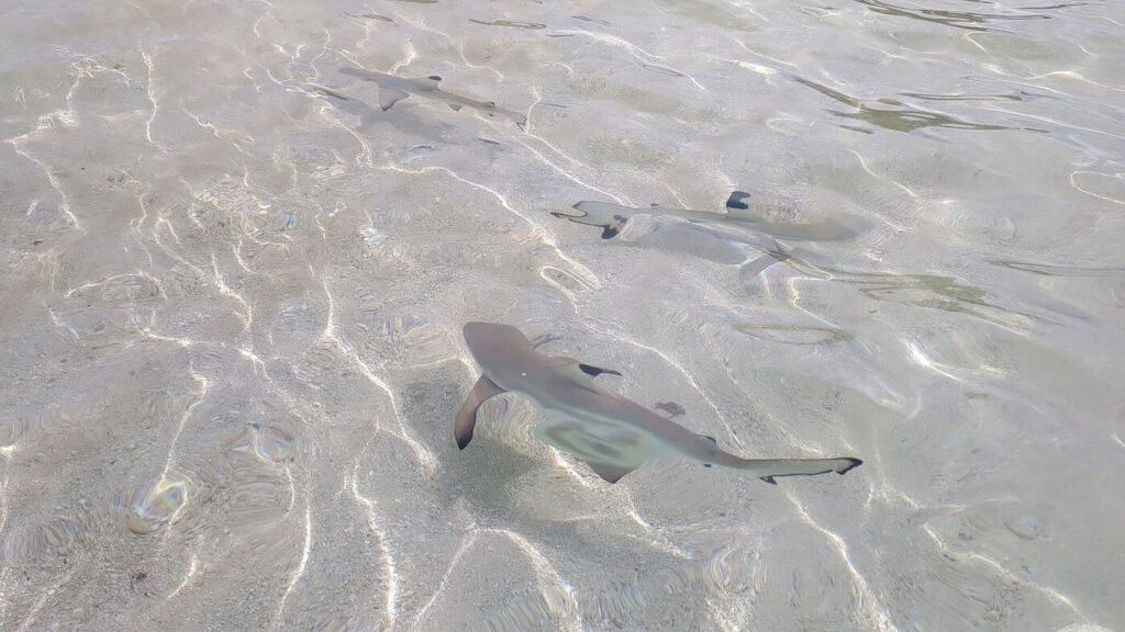 savala-island-day-cruise-shark