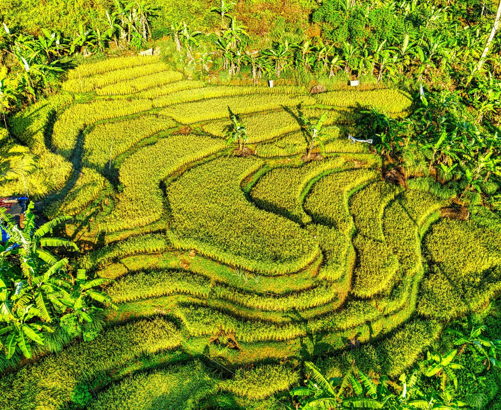 Bali-rice-terraces 