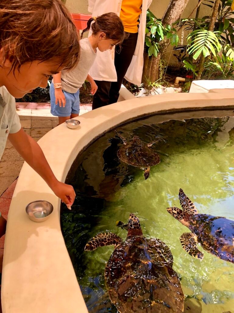 kula-wild-adenvture-park-turtle-feeding-activity-in-fiji