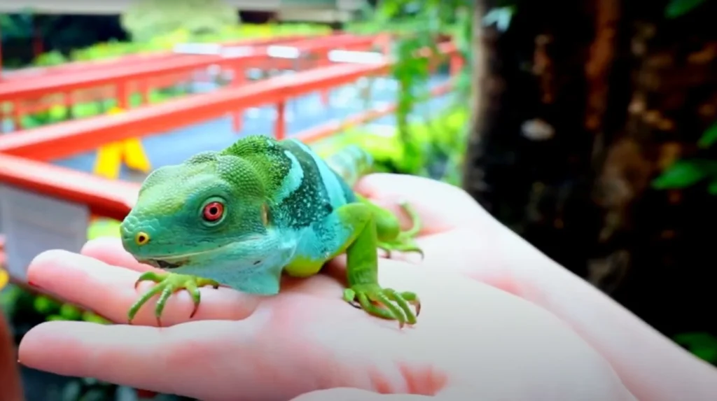 kula-wild-adventure-park-fiji-iguana